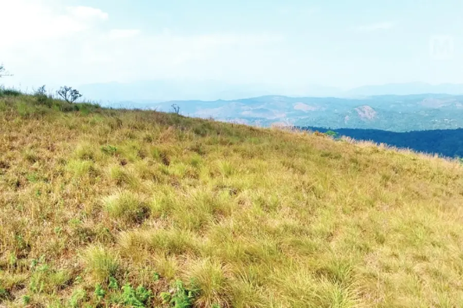 360 ഡിഗ്രി വ്യൂ, തൈലപ്പുല്ലിന്റെ സുഗന്ധം, കോടമഞ്ഞ് പുതച്ച മലനിരകൾ; കാണാം പുഷ്പഗിരി മലനിരകൾ