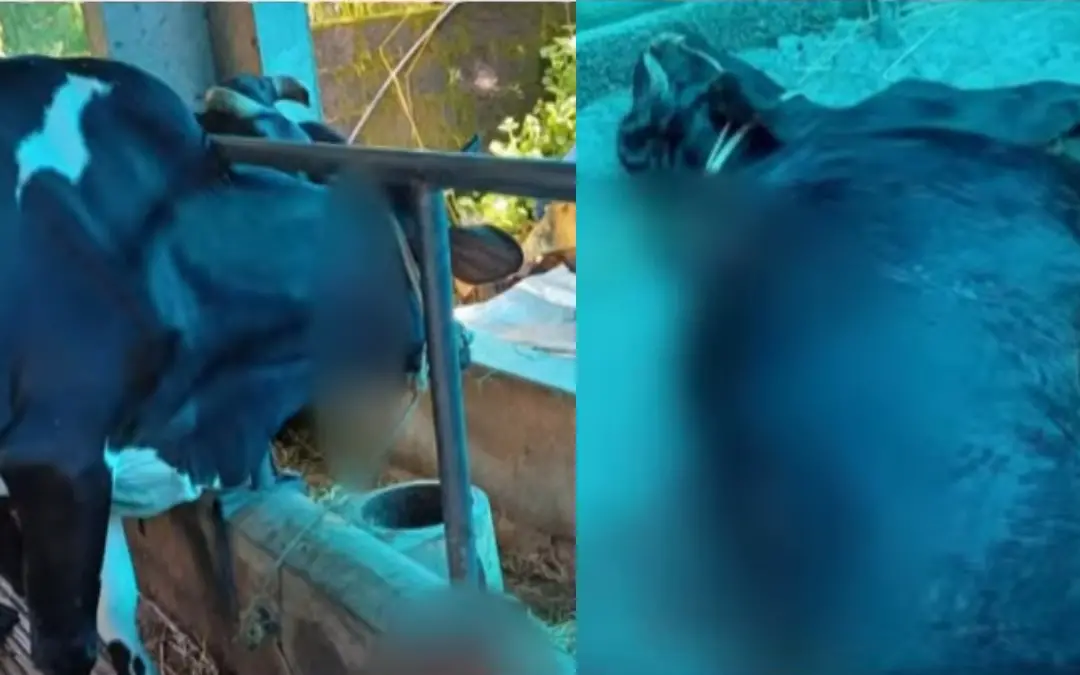 ആക്രമിക്കപ്പെട്ട പശു | Photo: Screen grab/ Mathrubhumi