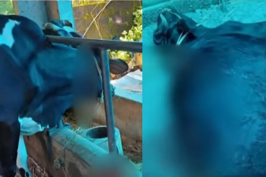 അയല്വാസിയോട് വൈരാഗ്യം; മുളന്തുരുത്തിയില് നാലുമാസം ഗര്ഭിണിയായ പശുവിനെ വെട്ടിക്കൊന്നു