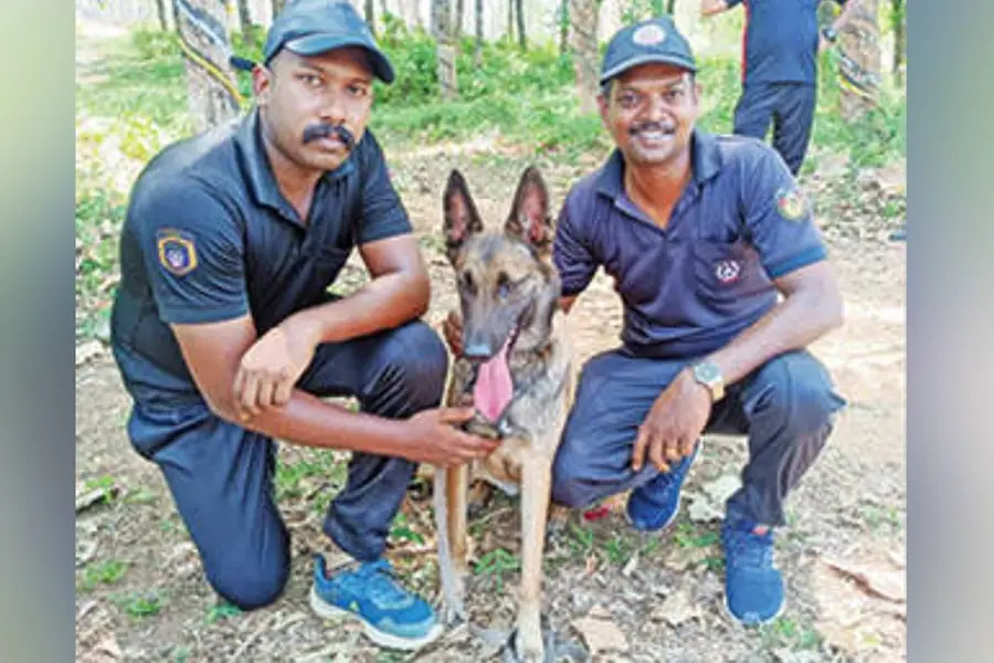 വയനാട്ടിലെ ദൗത്യത്തിന് ശേഷം ആലപ്പുഴയിലേക്ക്; മായ മണംപിടിച്ചു, കുഴിച്ചിട്ട മൃതദേഹം കണ്ടെത്തി