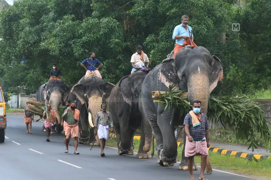 ഗുരുവായൂരിലെ പ്രതീകാത്മക ആന നടയിരുത്തൽ: വരുമാനം 5.75 കോടി രൂപ