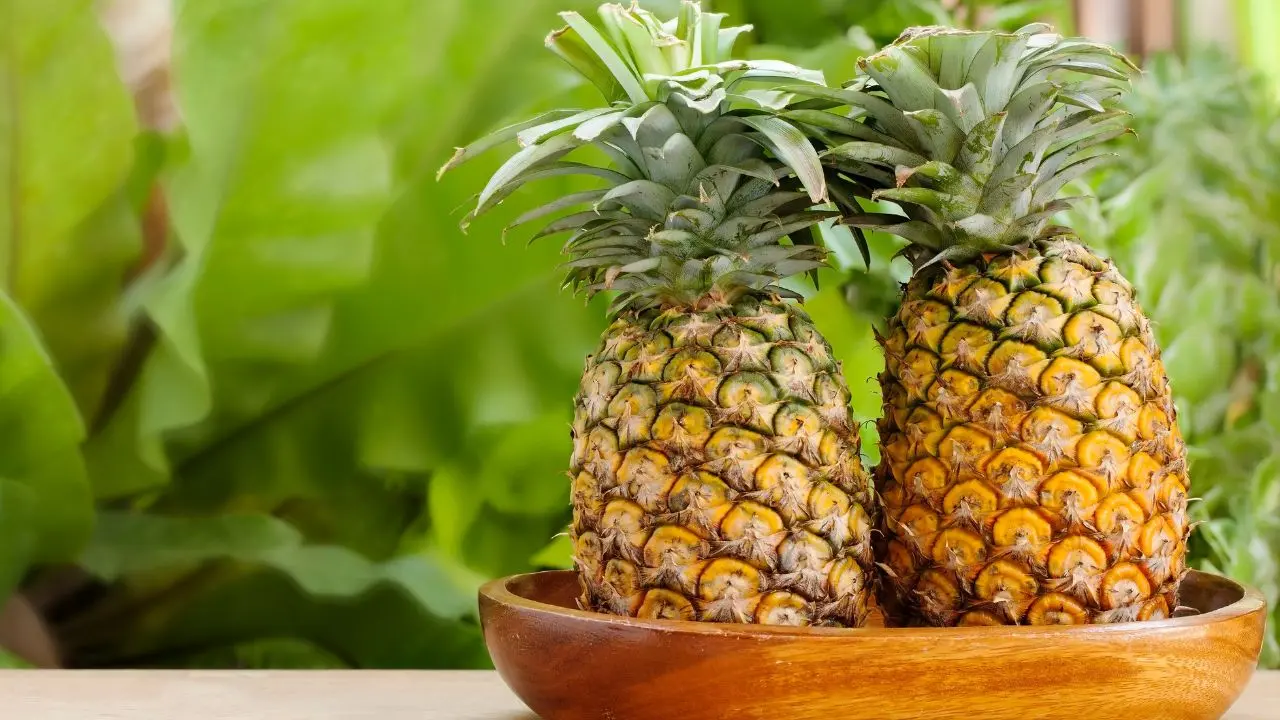 pineapple|photo:canva