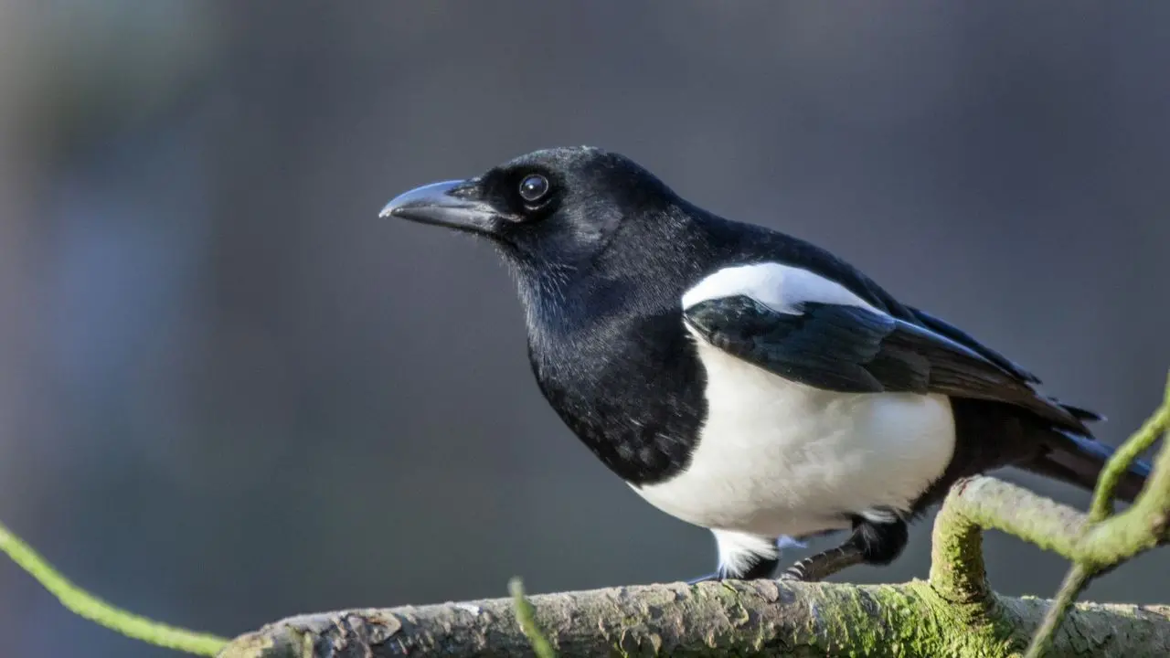 magpie|photo:canva