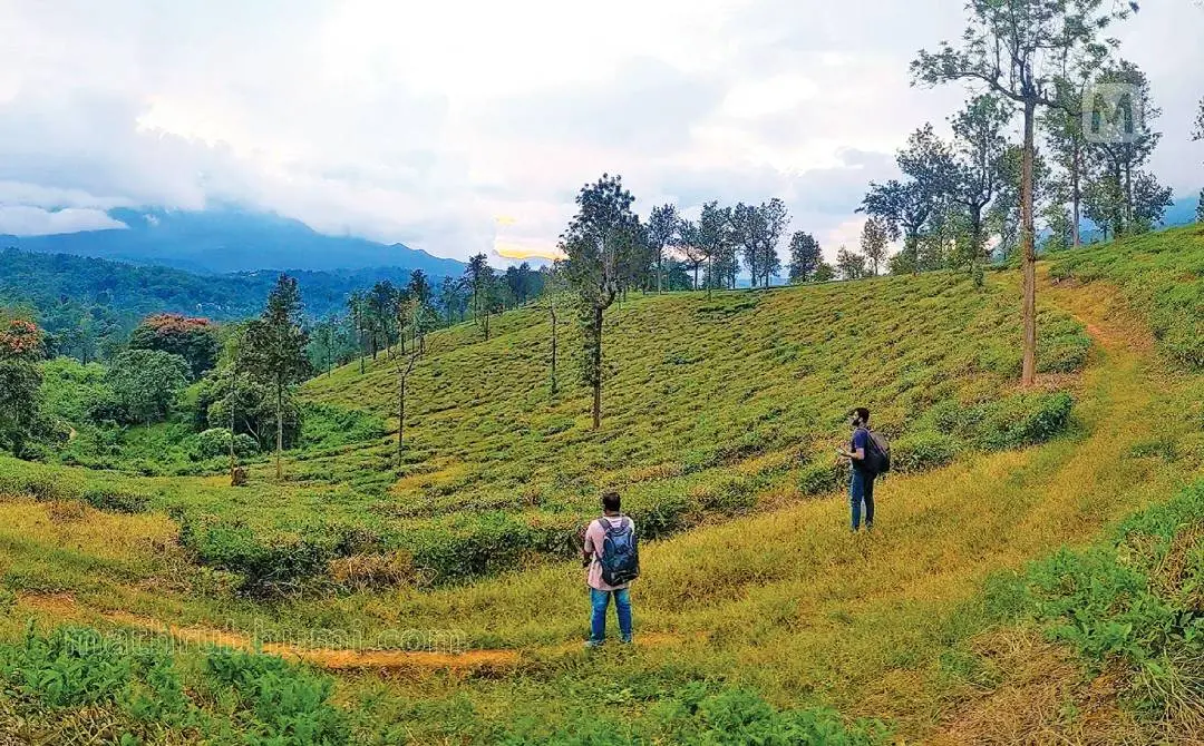 ചൂരൽമല-മുണ്ടക്കൈ ദുരിതബാധിതരുടെ പുനരധിവാസത്തിനായി നെടുമ്പാല എസ്റ്റേറ്റിൽ സർവേ നടത്തിയ ഭാഗം | ഫോട്ടോ: മാതൃഭൂമി
