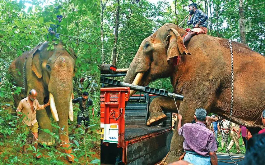 പുതുപ്പള്ളി സാധു, പുതുപ്പള്ളി സാധുവിനെ കാടിനുള്ളില്നിന്ന് പുറത്തേക്ക് കൊണ്ടുവന്നശേഷം ലോറിയില് കയറ്റുന്നു| ഫോട്ടോ: മാതൃഭൂമി