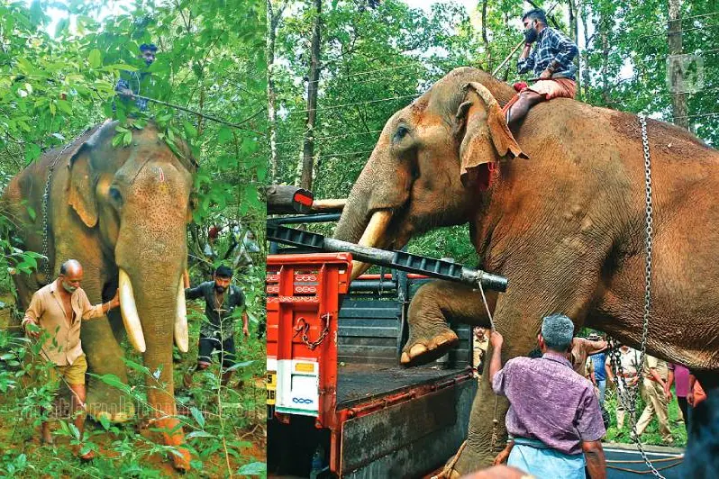 'ഞാനാടാ മോനെ...' ആ വിളിയിൽ, സഹനടന്റെ കുത്തേറ്റ അവൻ പരമസാധുവായി, ഒടുവിൽ കാടിറങ്ങി