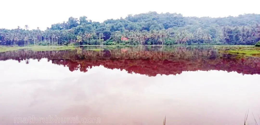 വെള്ളം കയറിയ കിനാവൂർ വയൽ