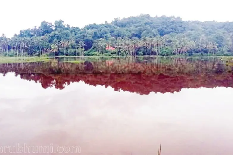 ഇടവപ്പാതിയിലെ കർഷകക്കണ്ണീർ; കാസർകോട് നൂറ് ഹെക്ടറിലധികം ഒന്നാം വിള കൃഷി നശിച്ചു