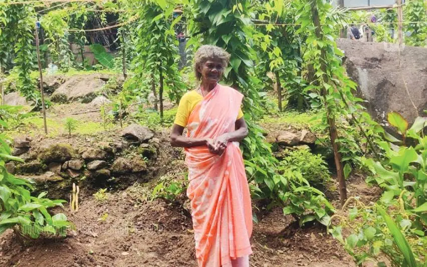 ഊഞ്ചാംപാറ കുടിയിലെ കാച്ചിൽ തോട്ടത്തിൽ ലക്ഷ്മി | ഫോട്ടോ: മാതൃഭൂമി