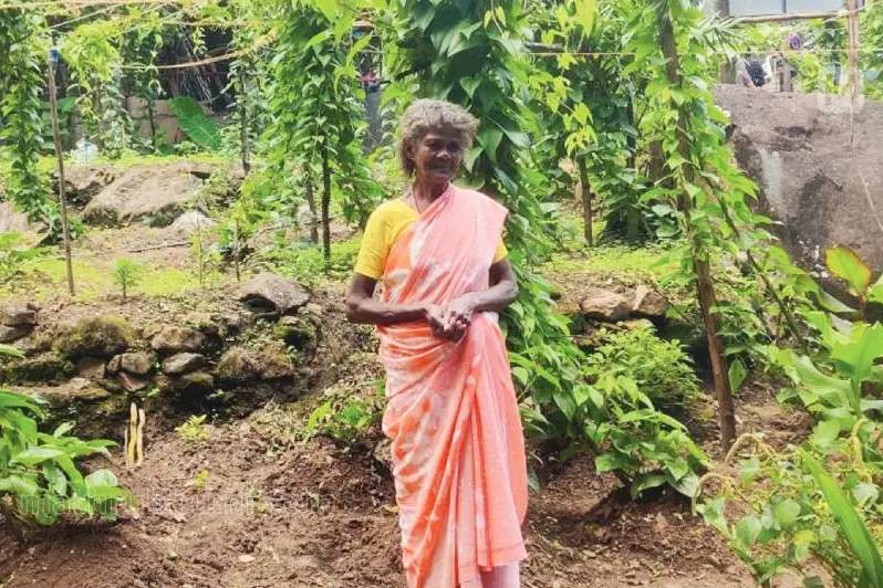തോണിക്കാച്ചിൽ, കല്ലൻക്കാച്ചിൽ, സർപ്പക്കാച്ചിൽ... എൺപതുകാരി സംരക്ഷിക്കുന്നത് 40 ഇനം കിഴങ്ങ്