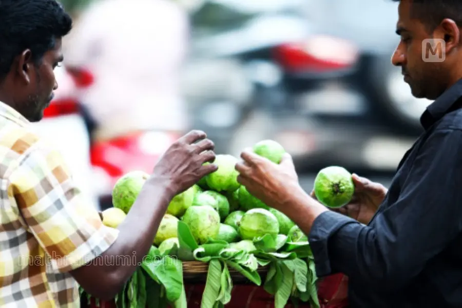 ചില്ലറക്കാരനല്ല പേരയ്ക്ക, ഗുണങ്ങളേറെ; അറിയാം കൃഷിരീതിയും പരിപാലനവും