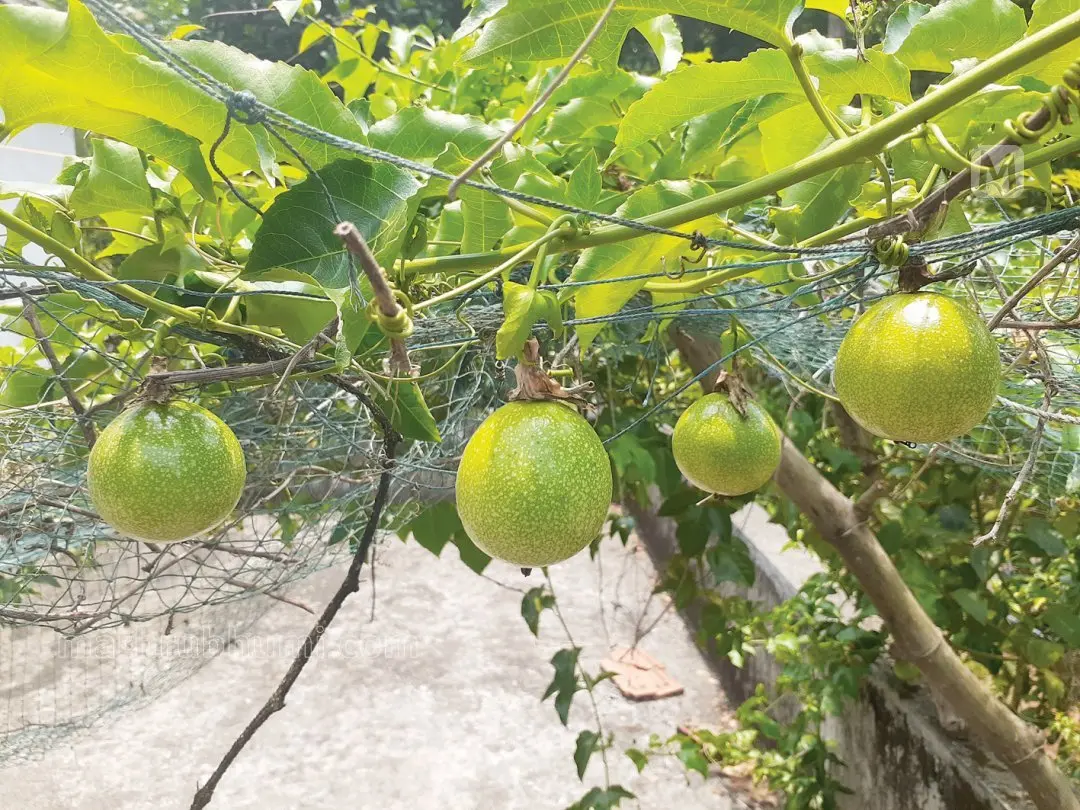 പാഷൻ ഫ്രൂട്ട്