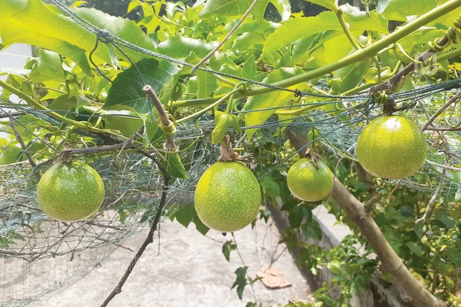 പാഷൻ ഫ്രൂട്ട് വില കുത്തനെയിടിഞ്ഞു