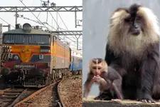 'അമ്മ ദൈവാന്ന് പറയുന്നത് ചുമ്മാതാണോ?'; എന്‍ജിനോട് കരിഞ്ഞൊട്ടിയ കുഞ്ഞിന് ജീവന്‍വെപ്പിച്ച കുരങ്ങ്