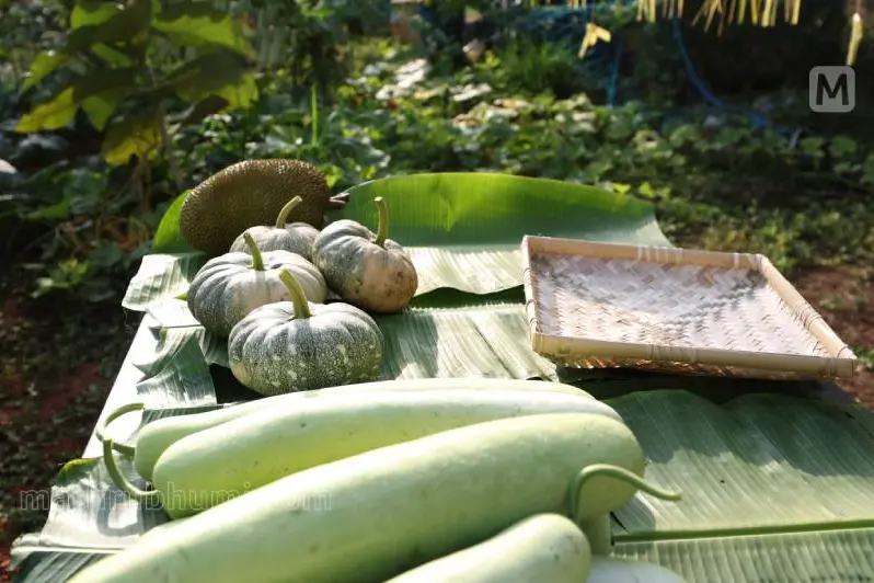 കരിയില മുതൽ കാപ്പിമട്ടുവരെ ഉപയോഗിക്കാം; കൃഷിക്ക് ആവശ്യമുള്ള വളങ്ങൾ വീട്ടിലൊരുക്കാം