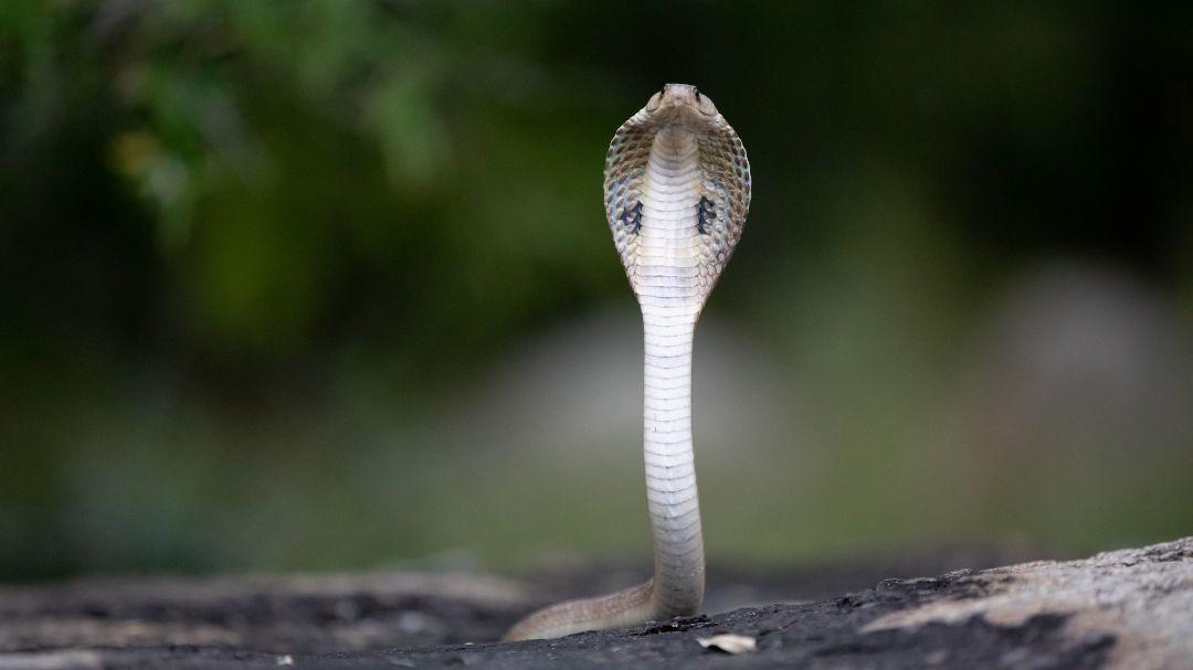 Rep Snake Color പാമ്പുകടി: വിവരം ആശുപത്രികള് ഇനി സര്ക്കാരിന് കൈമാറണം, പ്രഖ്യാപനവുമായി ...