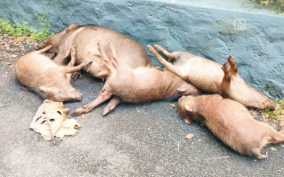 അപകടത്തിൽപ്പെട്ട തള്ളപന്നിയും കുട്ടികളും.