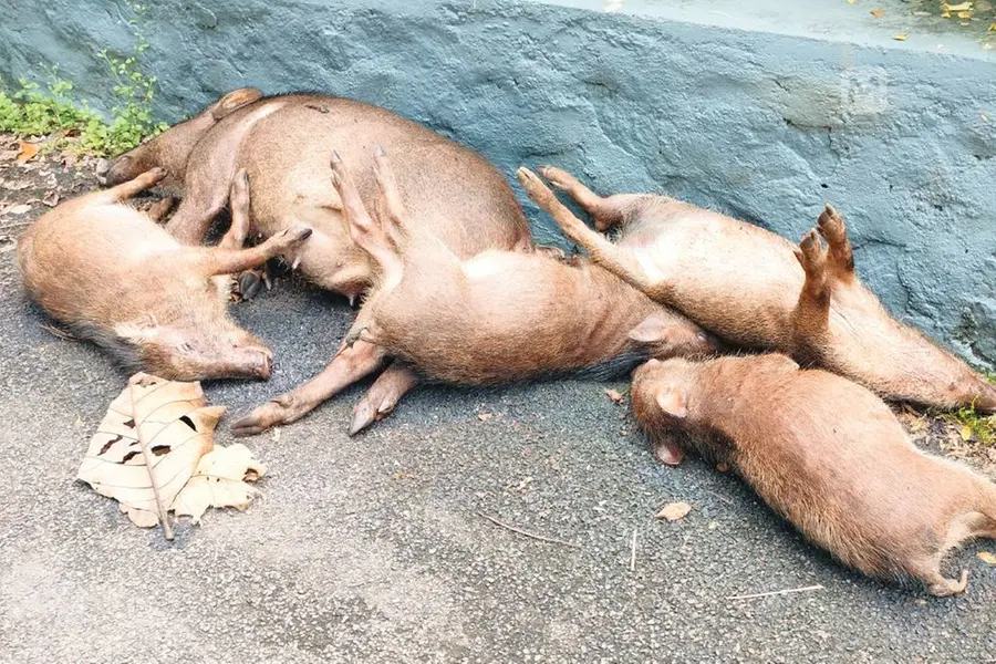 കാറിടിച്ച് പന്നിക്കൂട്ടം ചത്തു; പാതിരാത്രിയിൽ പരക്കംപാഞ്ഞ് പോലീസും പഞ്ചായത്ത് പ്രസിഡന്റും