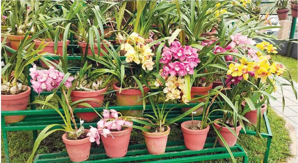 ഇരവികുളം ദേശീയോദ്യാനത്തിലെ ഓർക്കിഡേറിയം