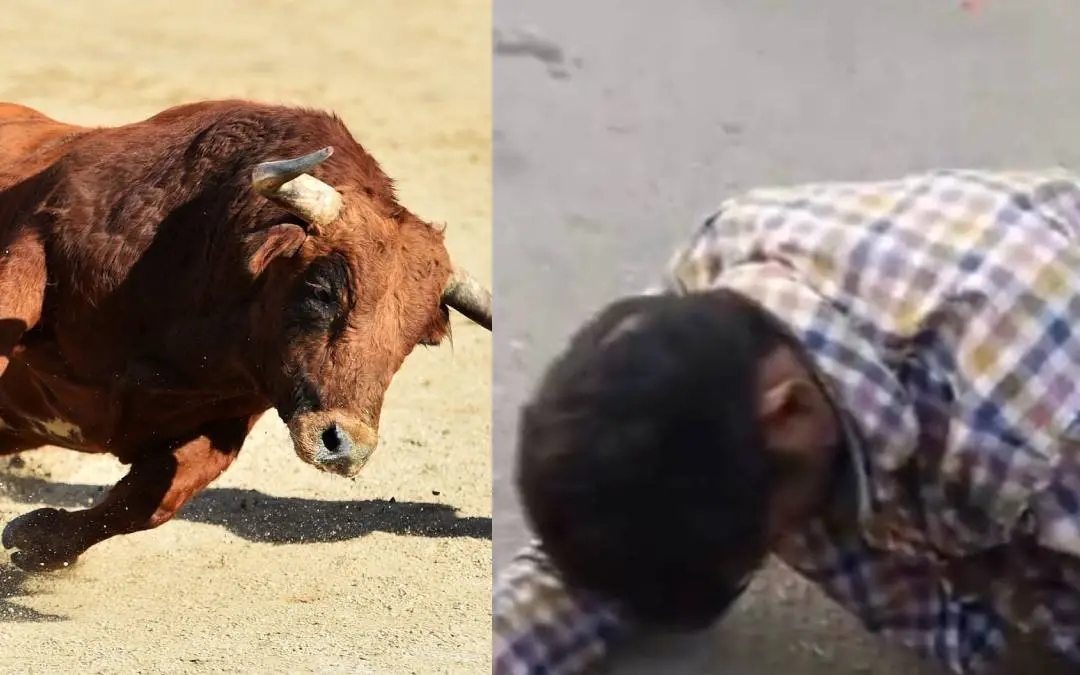 പ്രതീകാത്മക ചിത്രം, കാളയുടെ കുത്തേറ്റ് നിലത്തുവീണയാള് | Photo: Canva, Screengrab/Twitter