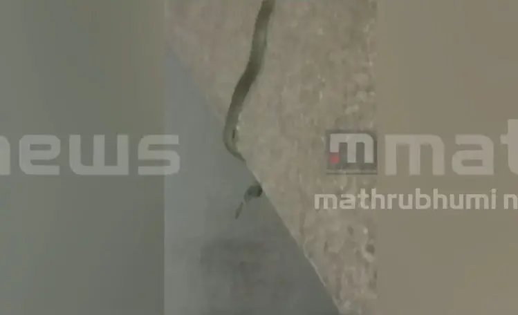 സെക്രട്ടേറിയറ്റിനുള്ളിൽ കണ്ടെത്തിയ പാമ്പ് | Photo: Mathrubhumi News