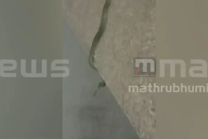 സെക്രട്ടേറിയറ്റില്‍ വീണ്ടും പാമ്പ് കയറി; ജീവനക്കാര്‍ പാമ്പിനെ തല്ലിക്കൊന്നു