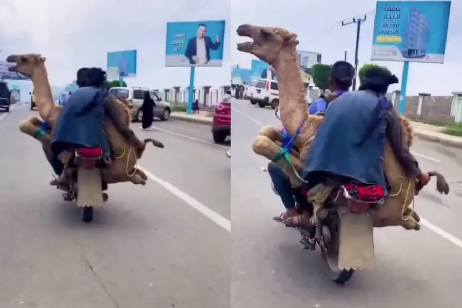 ഒട്ടകത്തെ ബൈക്കിലിരുത്തി സാഹസിക യാത്ര; വീഡിയോ വൈറൽ, രൂക്ഷവിമർശനം