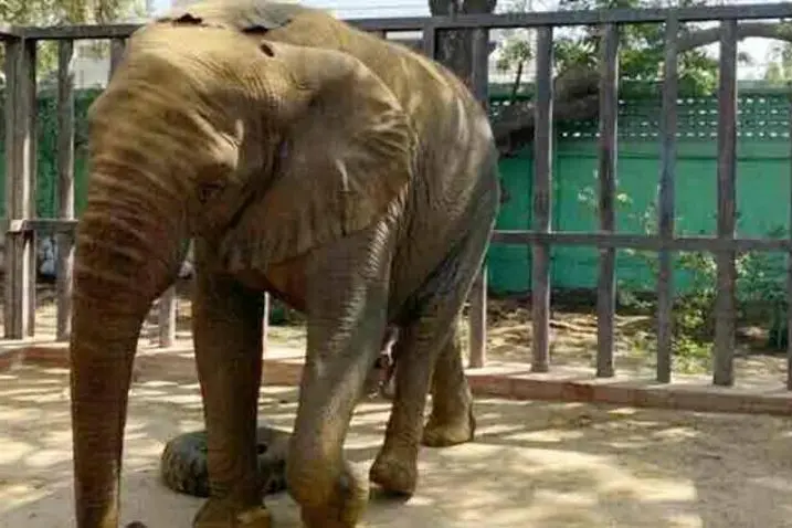 സഹോദരി മധുബാലയെ കണ്ടത് 15 വര്ഷത്തിന് ശേഷം; ദിവസങ്ങള്ക്കകം ചരിഞ്ഞ് സോണിയ