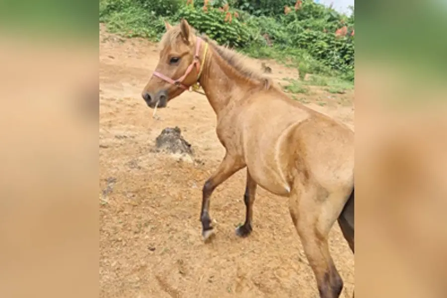 കുതിരയെ തിരക്കുള്ള റോഡിലിറക്കി, മദ്യലഹരിയിൽ നോട്ടക്കാരന്റെ ഉപദ്രവം; വിറ്റയാൾ തന്നെ തിരിച്ചെടുത്തു