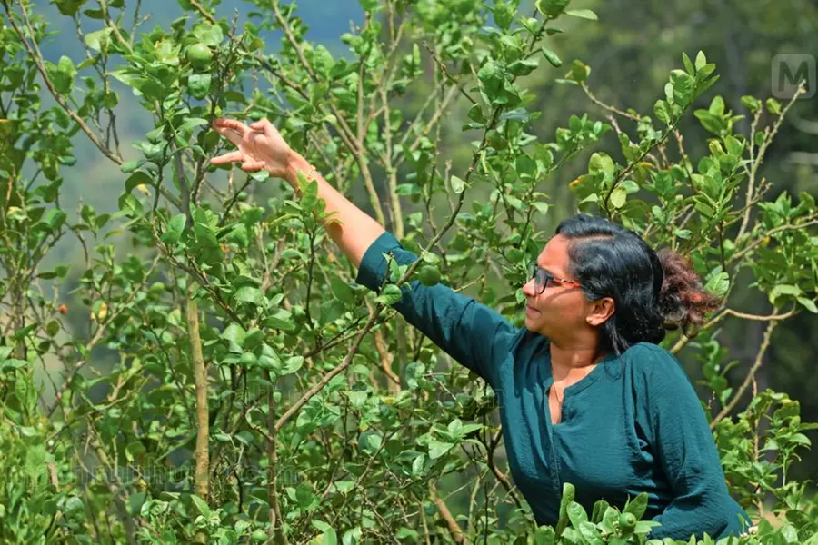 തോട്ടങ്ങളില് പഴകൃഷിയും വിനോദസഞ്ചാരവും: ഐ.ഐ.എം. റിപ്പോര്ട്ടിന് മേഖലയുടെ അംഗീകാരം
