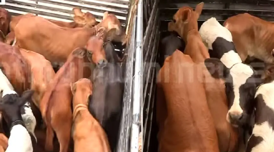 അറക്കാനായി എത്തിച്ച പശു കുട്ടികള്