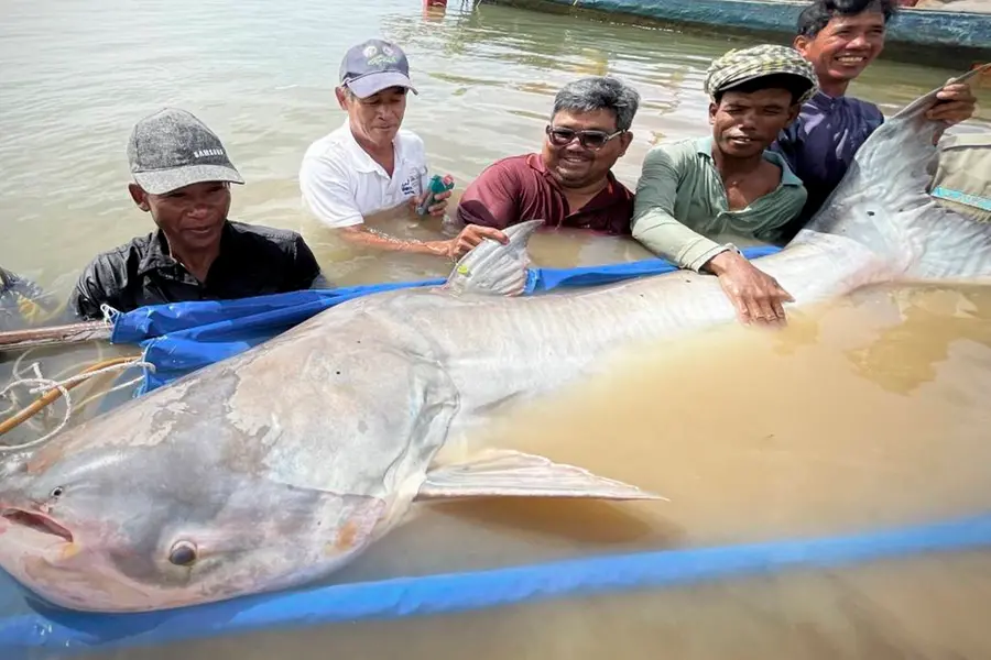 അപൂര്വയിനം മികോങ് ഭീമന് ക്യാറ്റ്ഫിഷുകള് കംബോഡിയയില്; പ്രതീക്ഷയുണർത്തുന്ന കണ്ടെത്തൽ