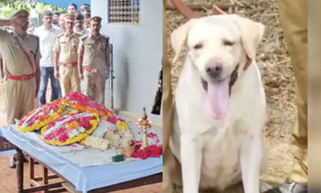ഹണിക്ക് അവസാന സല്യൂട്ട് നൽകിയപ്പോൾ, ഹണി