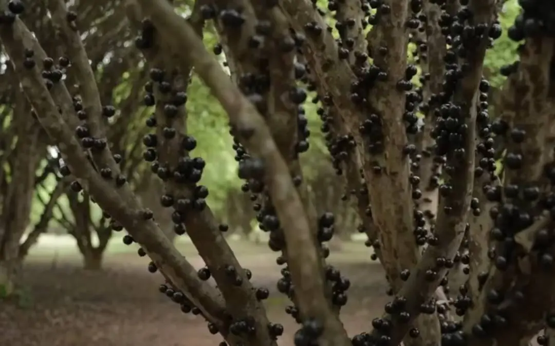 ജബോട്ടിക്കാബ മരം | Photo: Screengrab from youtube.com/ TEKNIQ