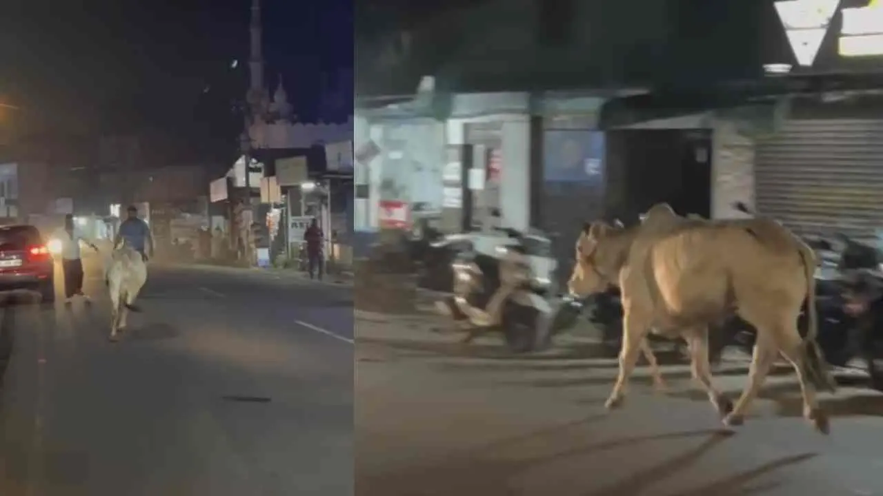 കാള ഓടുന്നതിന്റെ ദൃശ്യങ്ങള്