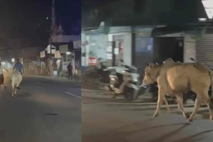 അറവുശാലയിലെത്തിച്ച കാള വിരണ്ടോടി, സ്കൂട്ടര് യാത്രികനെ ഇടിച്ചു വീഴ്ത്തി