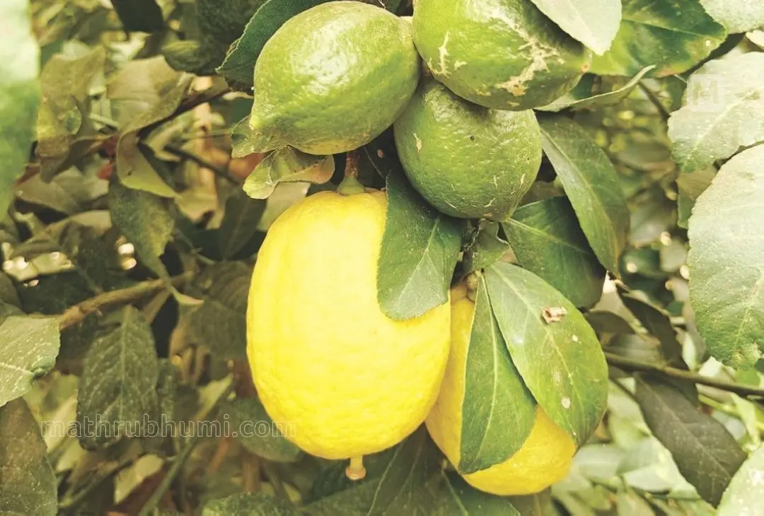 ഒടിച്ചുകുത്തി നാരകം
