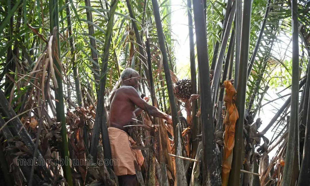 നീപ്പാപ്പനയുടെ കുല ശേഖരിക്കുന്ന ആർക്കിയോളജി ഡിപ്പാർട്ട്മെന്റിലെ ജീവനക്കാരനായിരുന്ന ടി.എ. രാഘവൻ| ഫോട്ടോ:മധുരാജ്