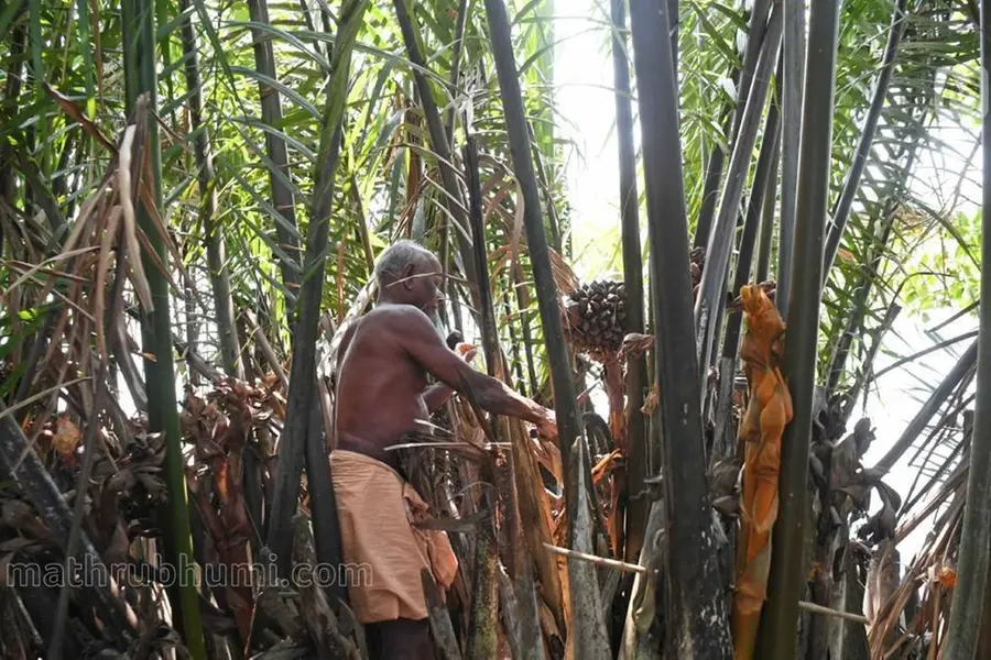 'കല്പവൃക്ഷമാണ്, വേലിചാടിയാല് മഹാ തോന്നിയവാസി', 350 വർഷം മുമ്പ് കേരളത്തില് നിന്നു മറഞ്ഞ നീറ്റിപ്പന
