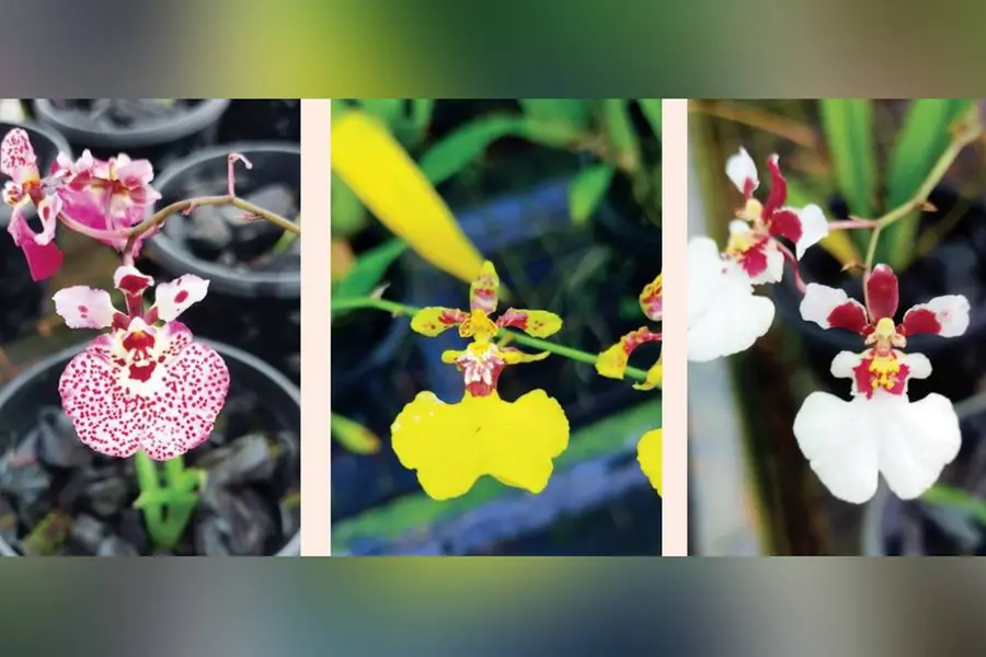 നെല്ലിയാമ്പതി ഓറഞ്ച് ഫാമിൽ ഇനി ഓർക്കിഡ് വസന്തം; നട്ടുവളര്ത്തിയത് വിദേശയിനങ്ങള് ഉള്പ്പെടെ