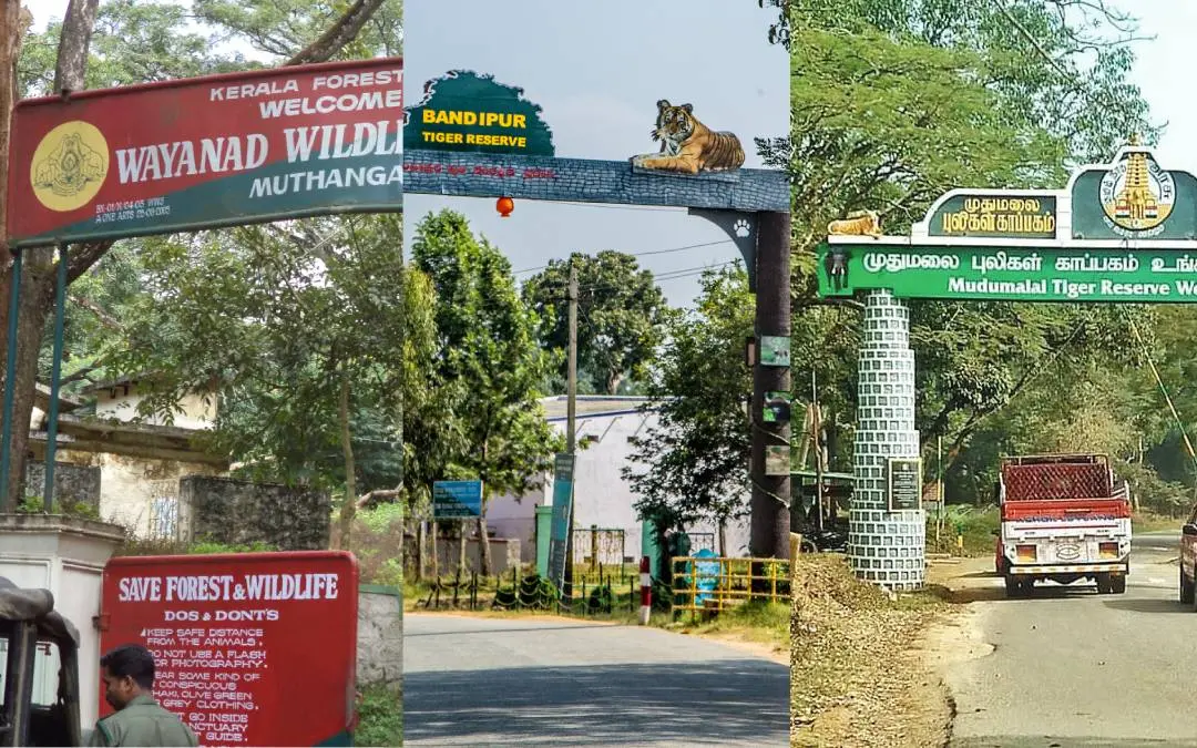 വയനാട് വന്യജീവി സങ്കേതം, മുതുമല, ബന്ദിപ്പൂര് കവാടങ്ങള്