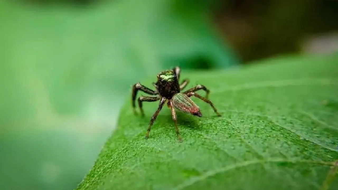 Vegetarian Jumping Spider (Bagheera kiplingi)