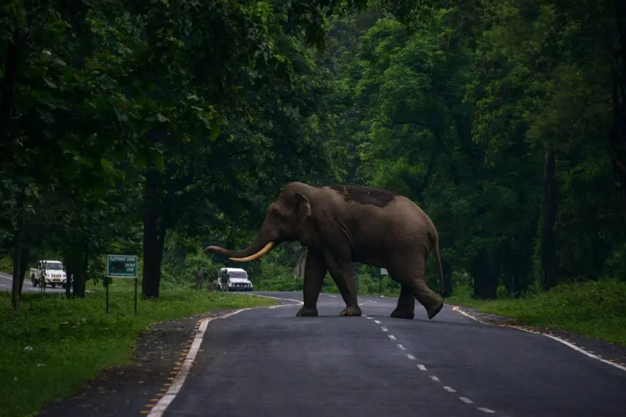 ബംഗാളിൽ ഏഴ് ആനത്താരകൾ പുനഃസ്ഥാപിക്കാൻ മമത സർക്കാർ; മനുഷ്യ ഇടപെടലിന് നിയന്ത്രണം