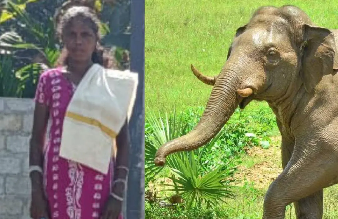 മരിച്ച സരോജിനി