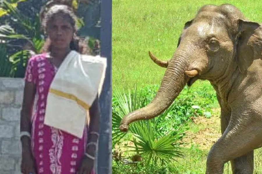 നിലമ്പൂരില് വീണ്ടും കാട്ടാന ആക്രമണം; ആദിവാസി സ്ത്രീ കൊല്ലപ്പെട്ടു