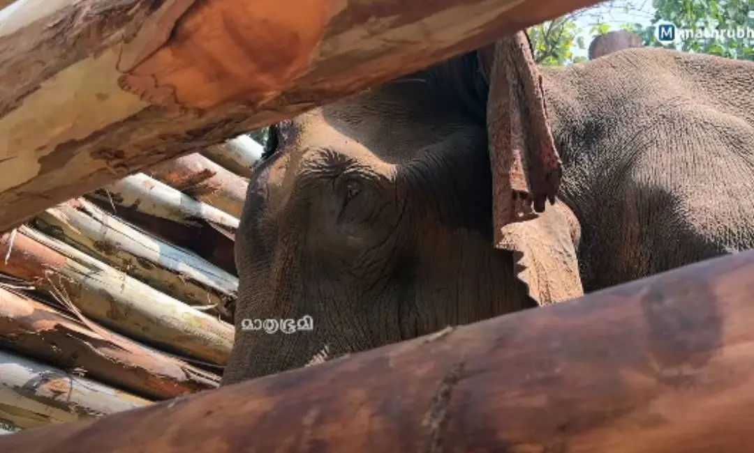 കോടനാട് ചികിത്സയിലായിരുന്ന ആന