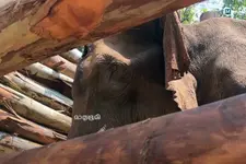 മസ്തകത്തിൽ പരിക്കേറ്റ കൊമ്പന്റെ മരണകാരണം തലച്ചോറിനേറ്റ അണുബാധ