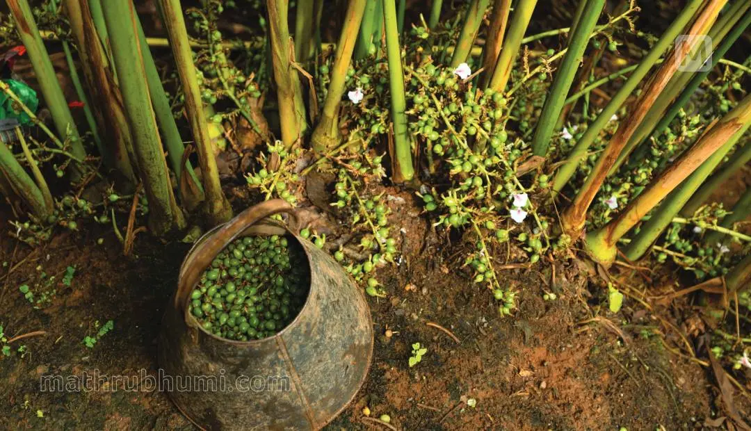 ഏലം | Photo: Mathrubhumi