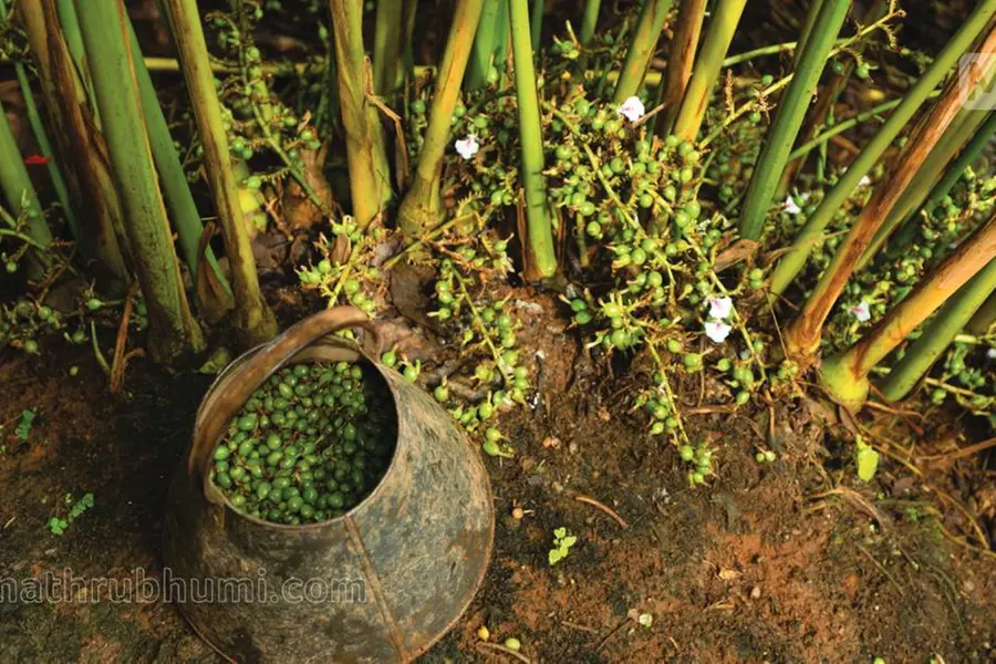 ഏലപ്പേനിനെ നിയന്ത്രിക്കാൻ ജൈവകീടനാശിനി; വാണിജ്യ ഉത്പാദനത്തിന് ഐഐഎസ്ആർ