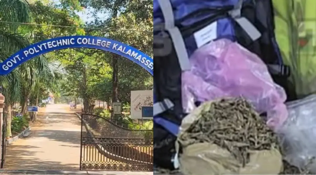 പിടിച്ചെടുത്ത കഞ്ചാവ്